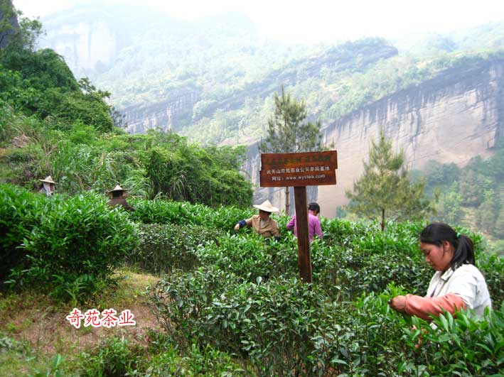 北斗巖茶園基地