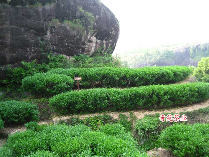 土國(guó)在水仙茶園基地
