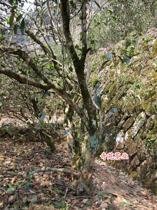 水簾洞百年老樅水仙茶園基地