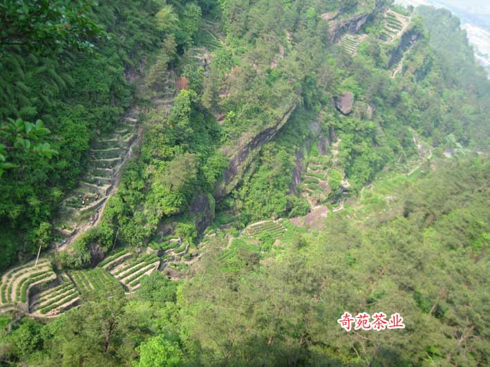 土國(guó)在茶園基地