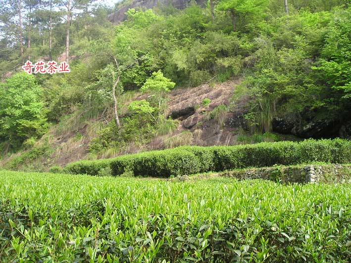 劉官寨肉桂茶園基地