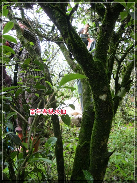 【百年老樅水仙】